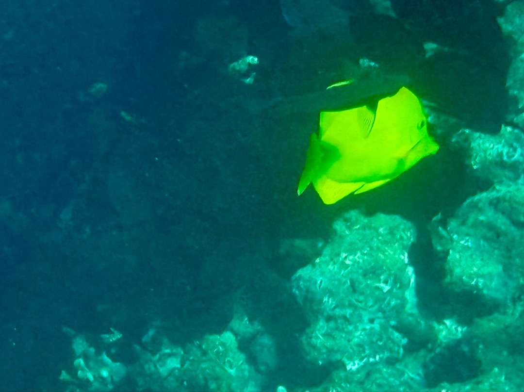 Maui Snorkeling-玛阿拉也亚必去景点