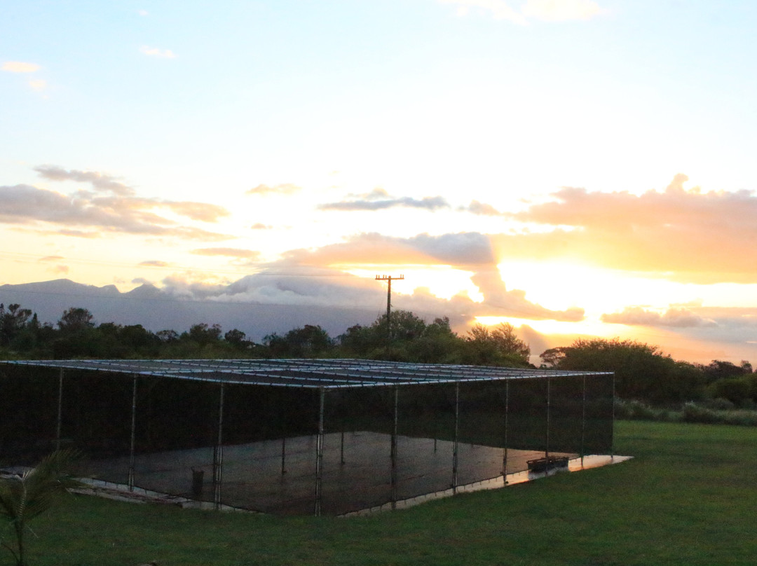 Maui Vanilla Farm-马卡瓦必去景点