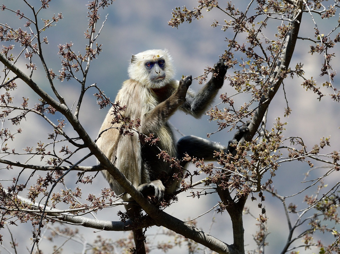 Adventure Safari & Trek-Thakurdwara必去景点