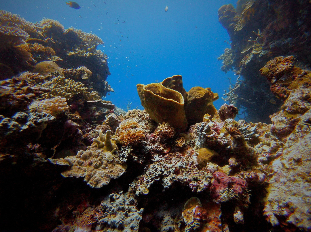 Miguel's Diving Gorontalo-哥伦打洛必去景点