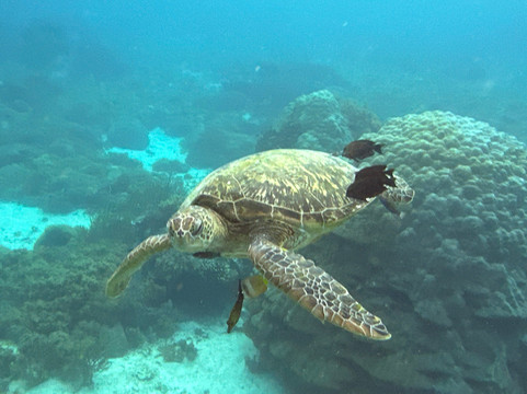 Manta Rhei Dive Center-Labuan Bajo必去景点