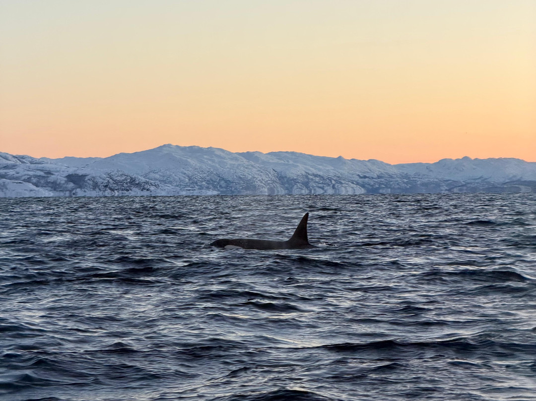 Explore 70 Degrees-Skjervoy必去景点