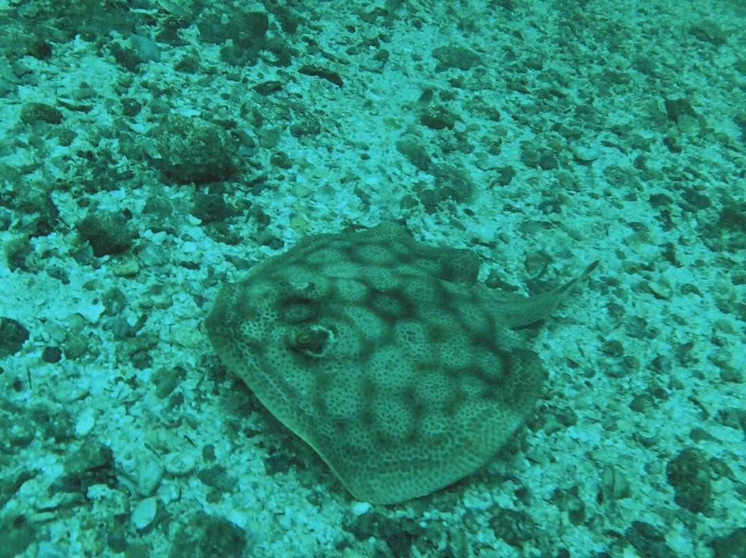 Rocket Frog Divers-Playas del Coco必去景点