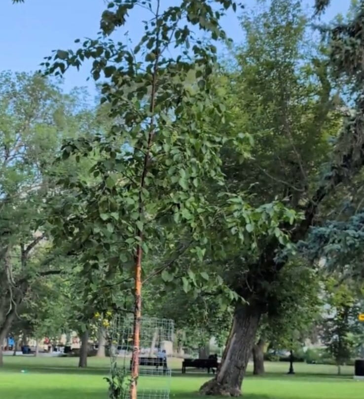 Victoria Park-里贾纳必去景点