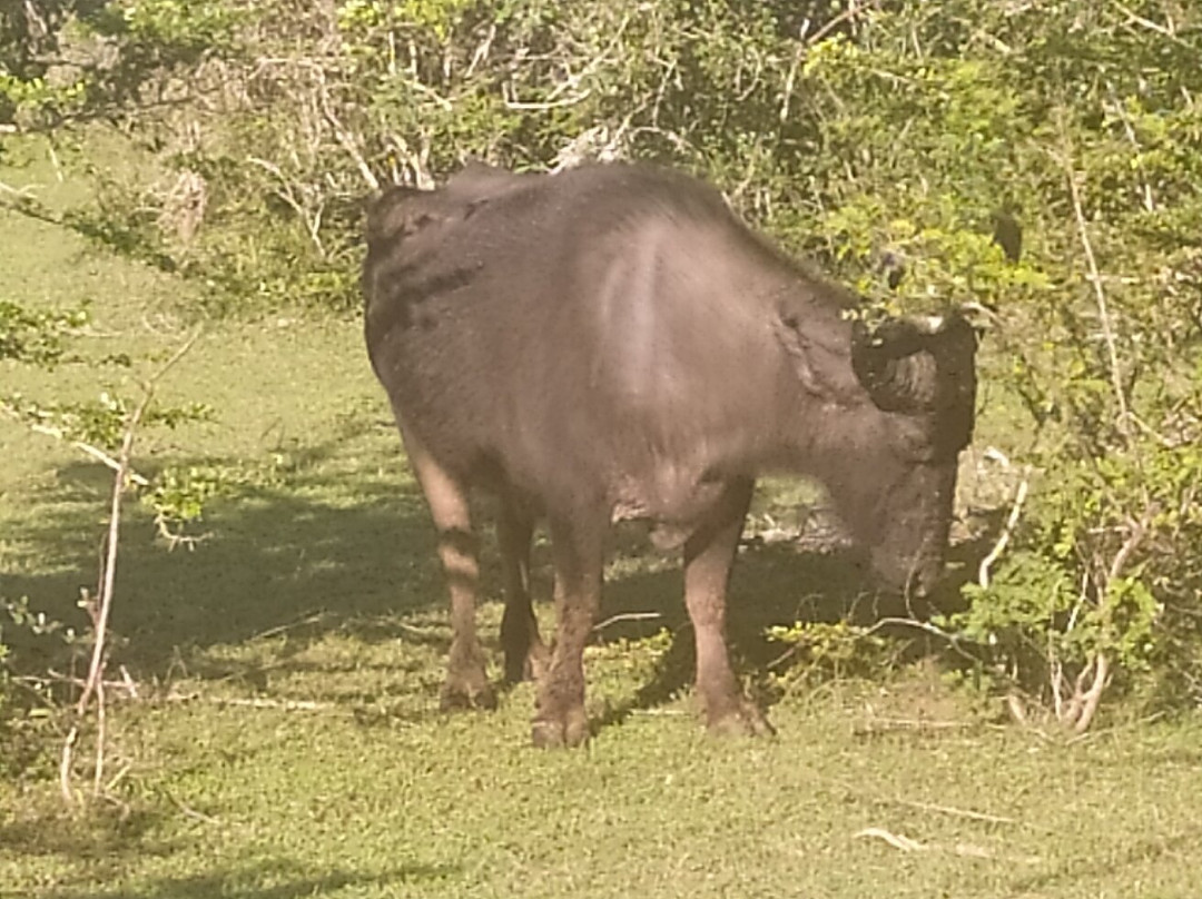 Yala Lahiru Safari-蒂瑟默哈拉默必去景点