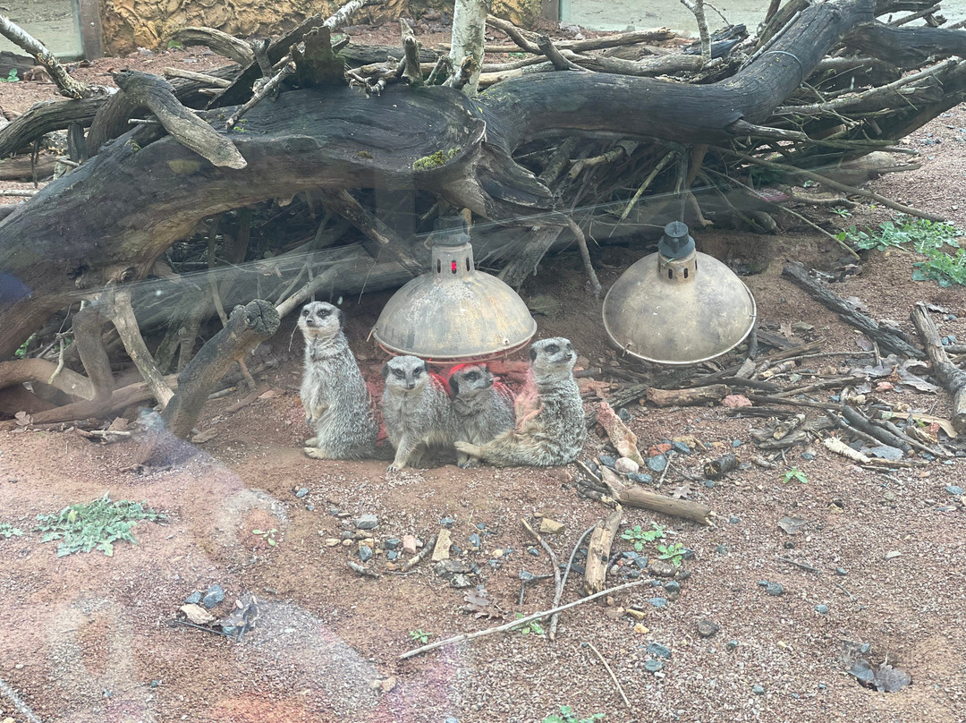 West Midlands Safari Park-Bewdley必去景点