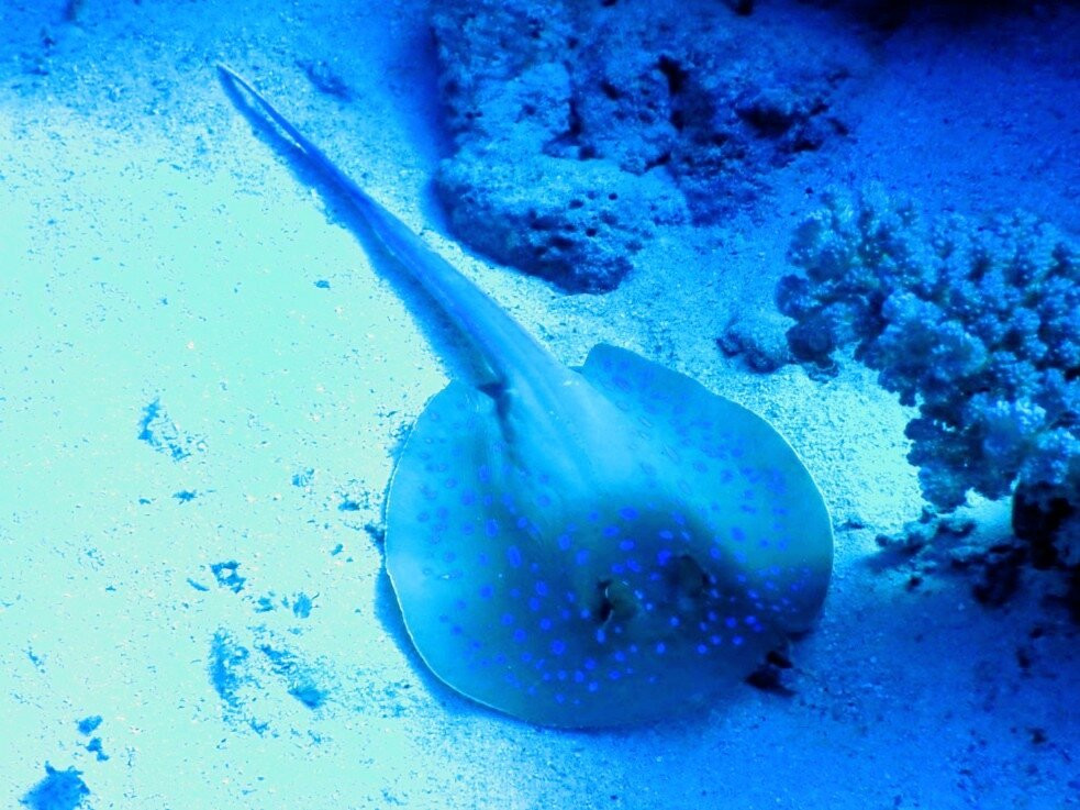 Ducks Diving Safaga-Safaga必去景点