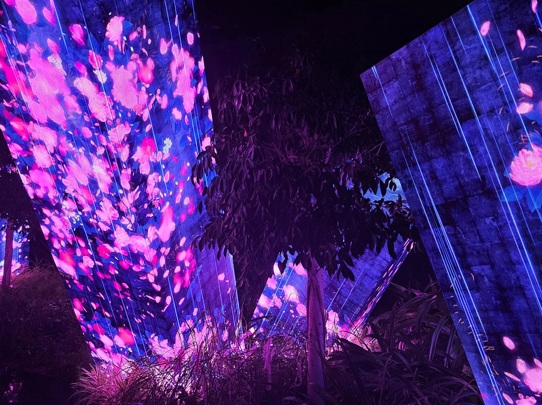 teamLab Phenomena Abu Dhabi-阿布扎比必去景点