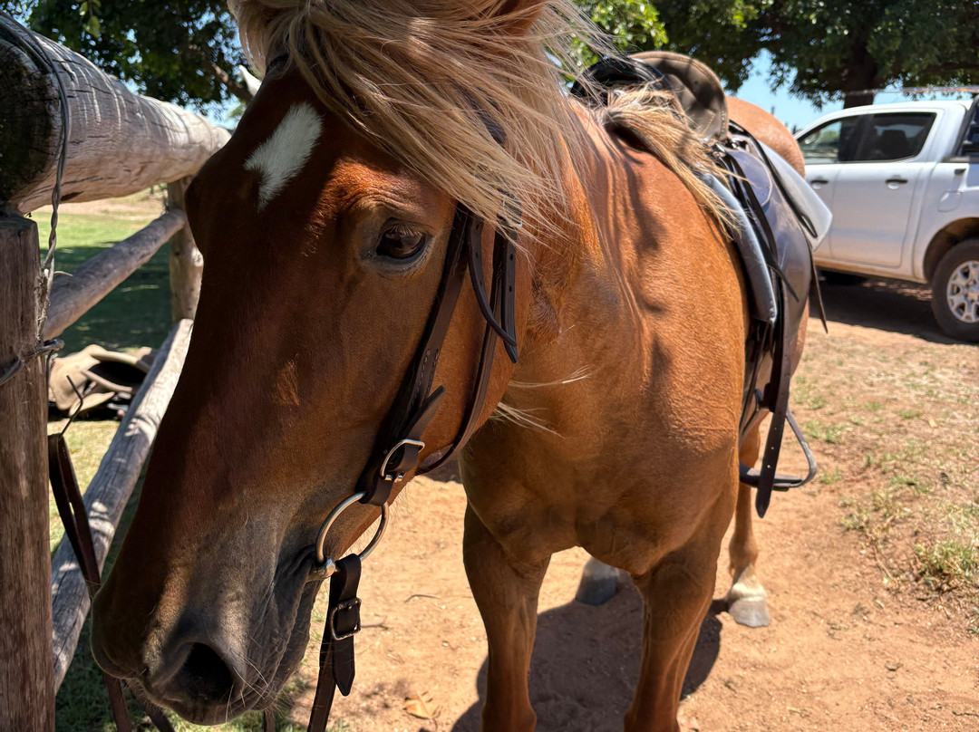 Papiesfontein Beach Horse Trails-杰佛瑞湾必去景点