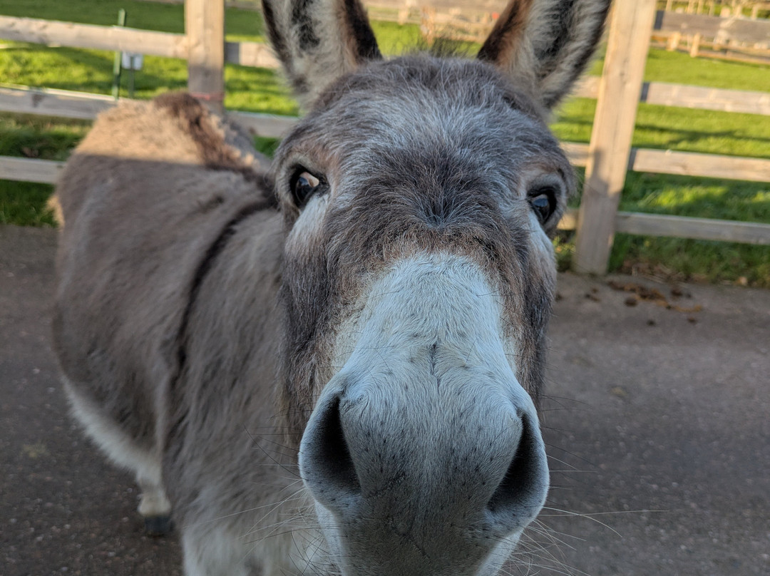 The Donkey Sanctuary-西德茅斯必去景点