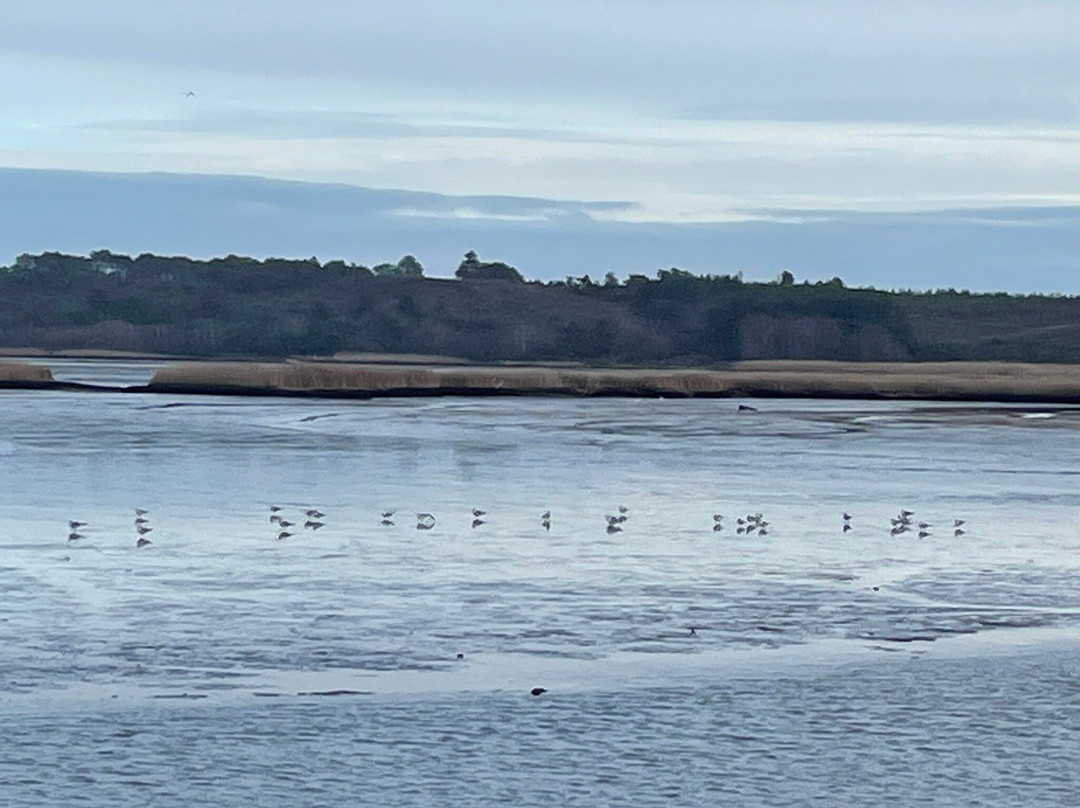 Birds Of Poole Harbour Events-普尔必去景点
