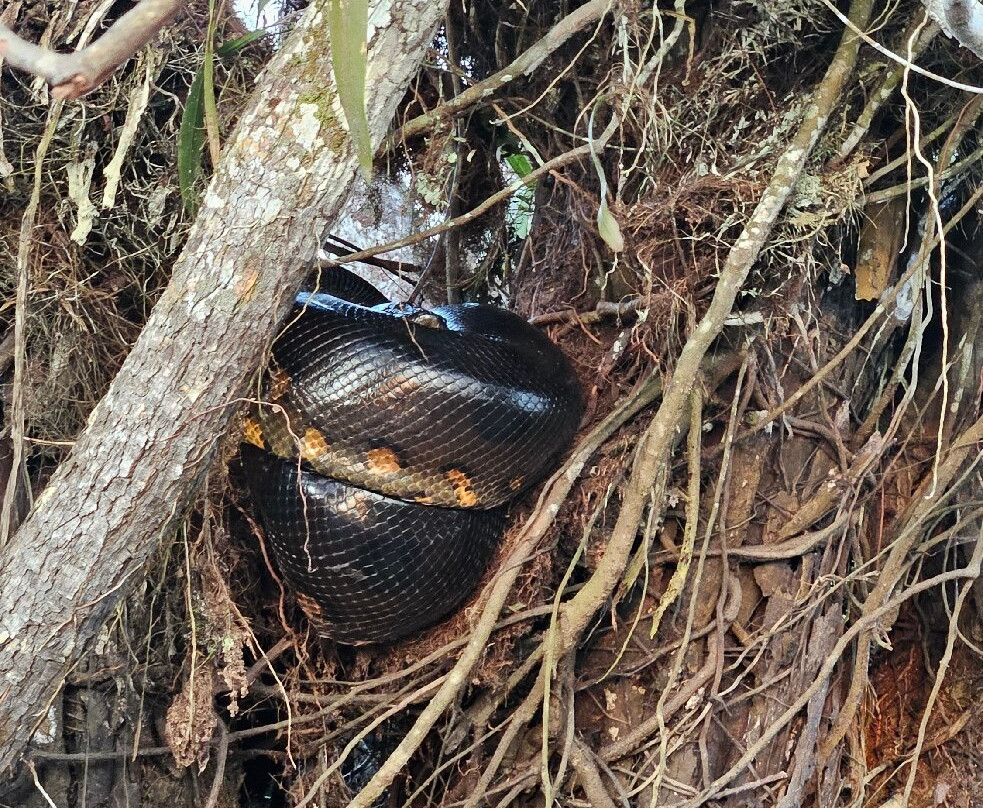 Cuyabeno Dolphin Lodge-Cuyabeno Wildlife Reserve必去景点