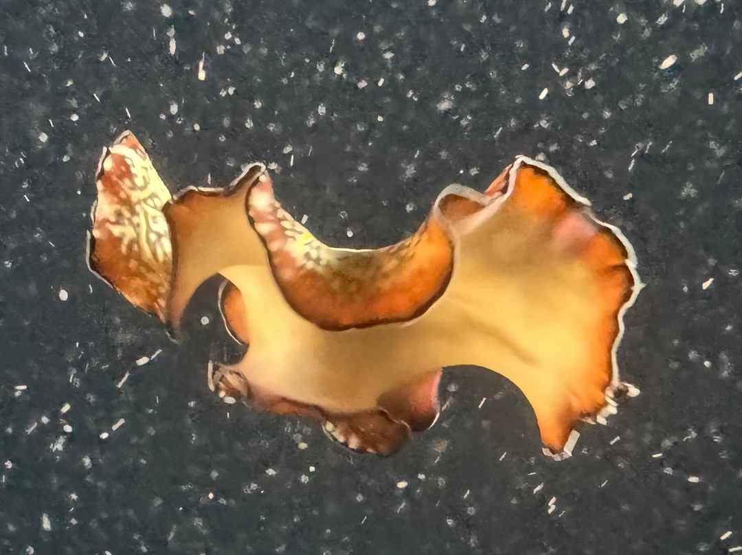 Dune Maldives-胡鲁马累必去景点