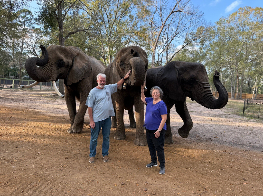 East Texas Elephant Experience-Cut and Shoot必去景点