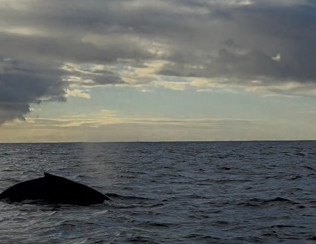 Haleiwa Shark Tours-哈雷瓦必去景点