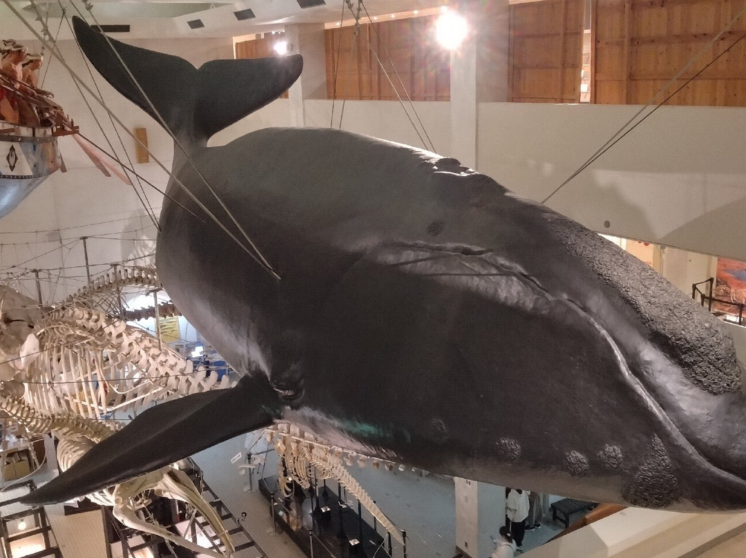 Taiji Whale Museum-太地町必去景点
