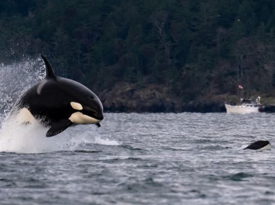 Maya's Legacy Whale Watching-星期五港湾必去景点
