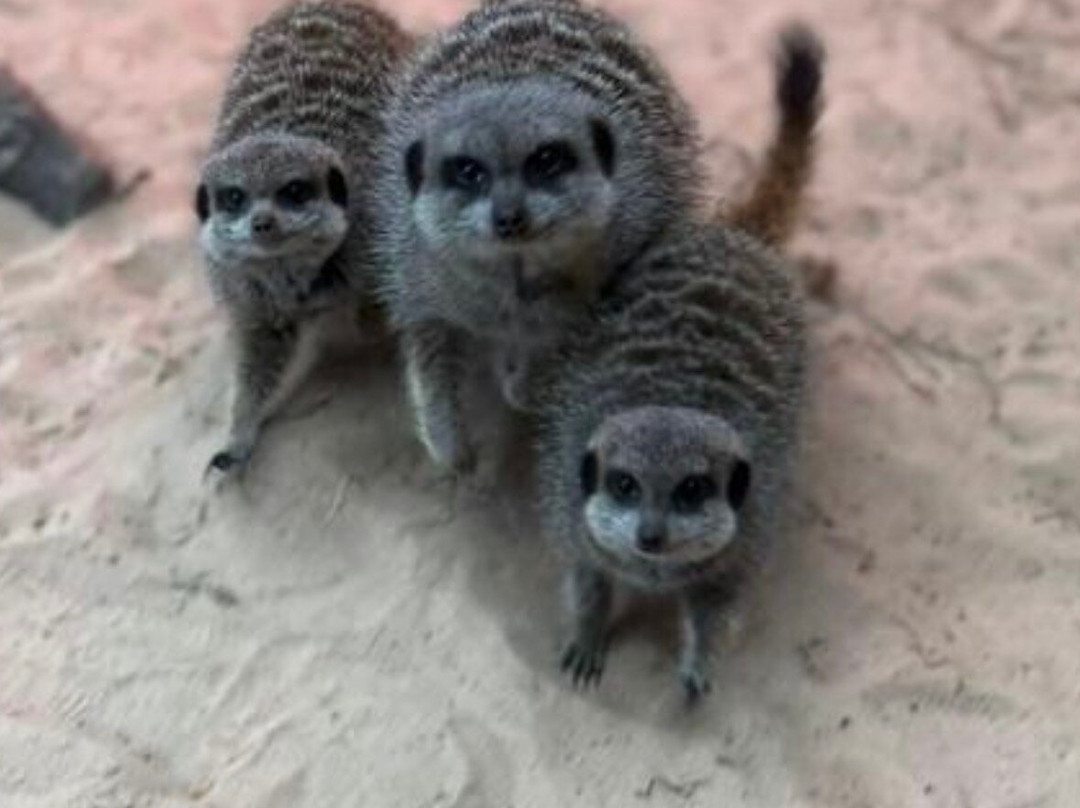 Holmes Chapel Zoo-Holmes Chapel必去景点