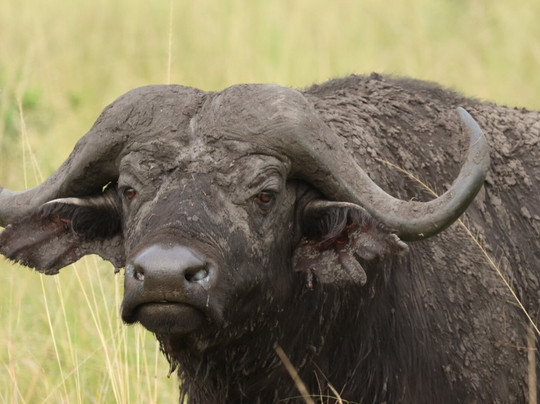 Eco Adventure Safaris-恩德培必去景点