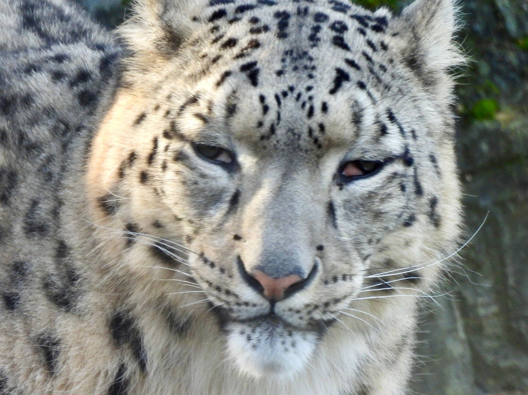 Marwell Zoo-温彻斯特必去景点