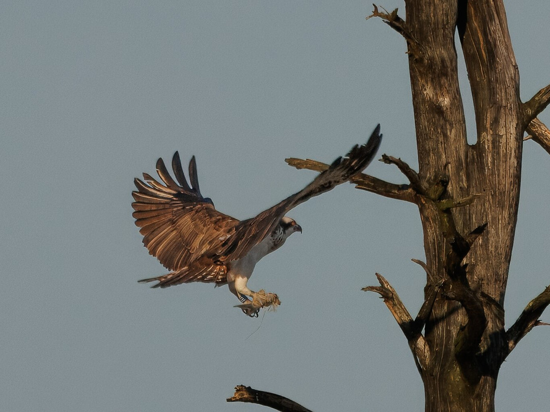 Foulshaw Moss Nature Reserve-肯德尔必去景点