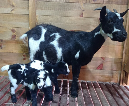 Villa das Cabras-Nova Petropolis必去景点