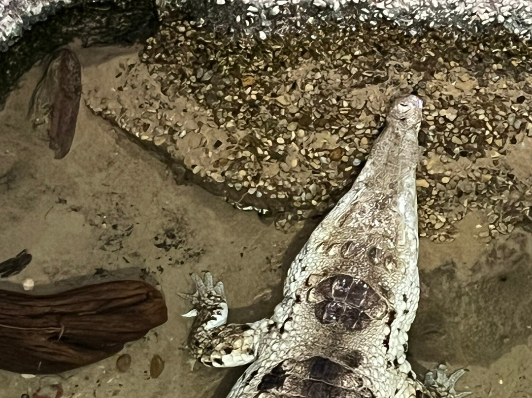 达拉斯世界水族馆-达拉斯必去景点