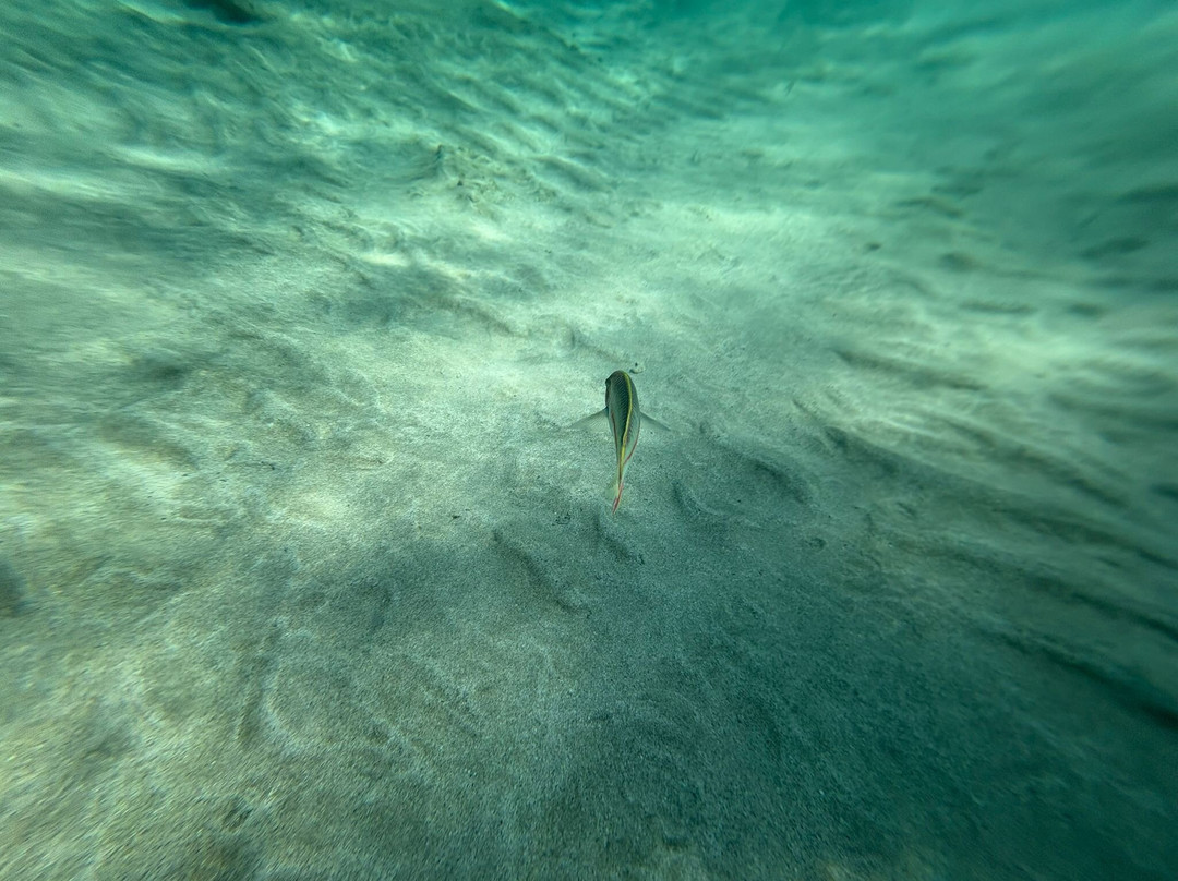 Abu Dabbab Beach-马萨阿拉姆必去景点