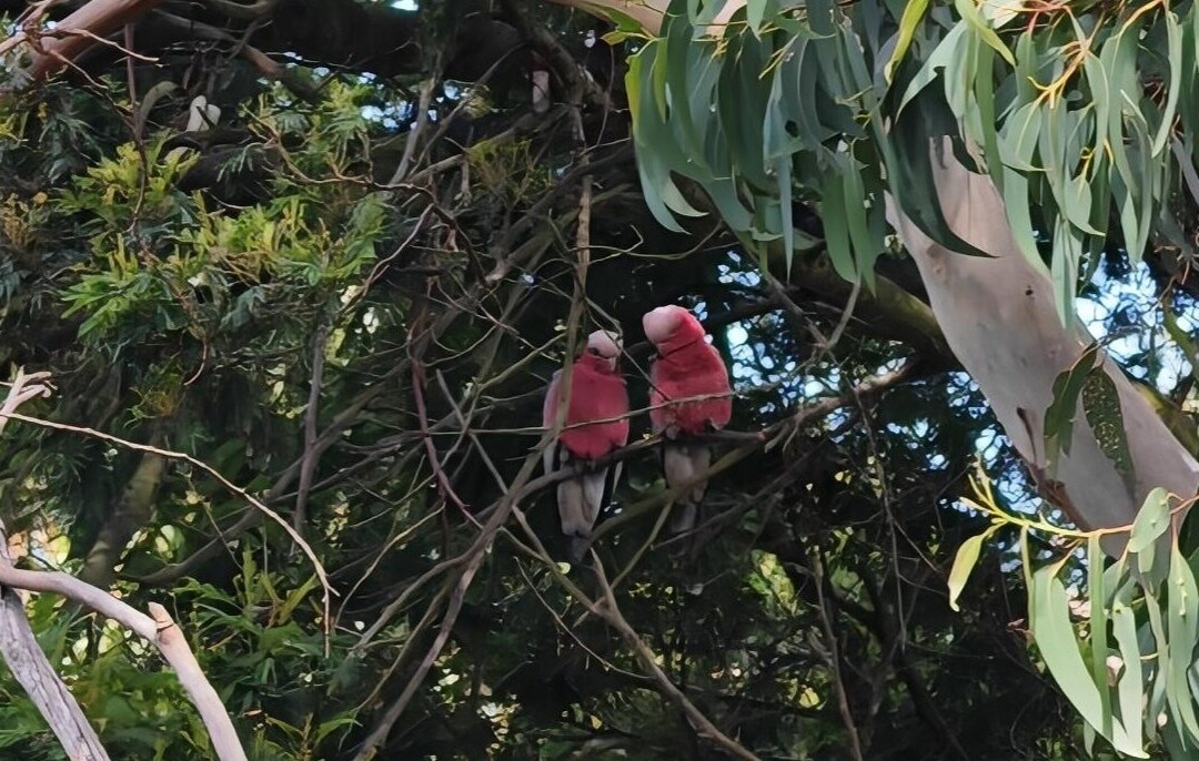 菲利普岛自然公园－考拉保护中心-莱尔必去景点