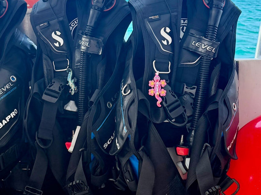 Palm Beach Divers-Noord必去景点