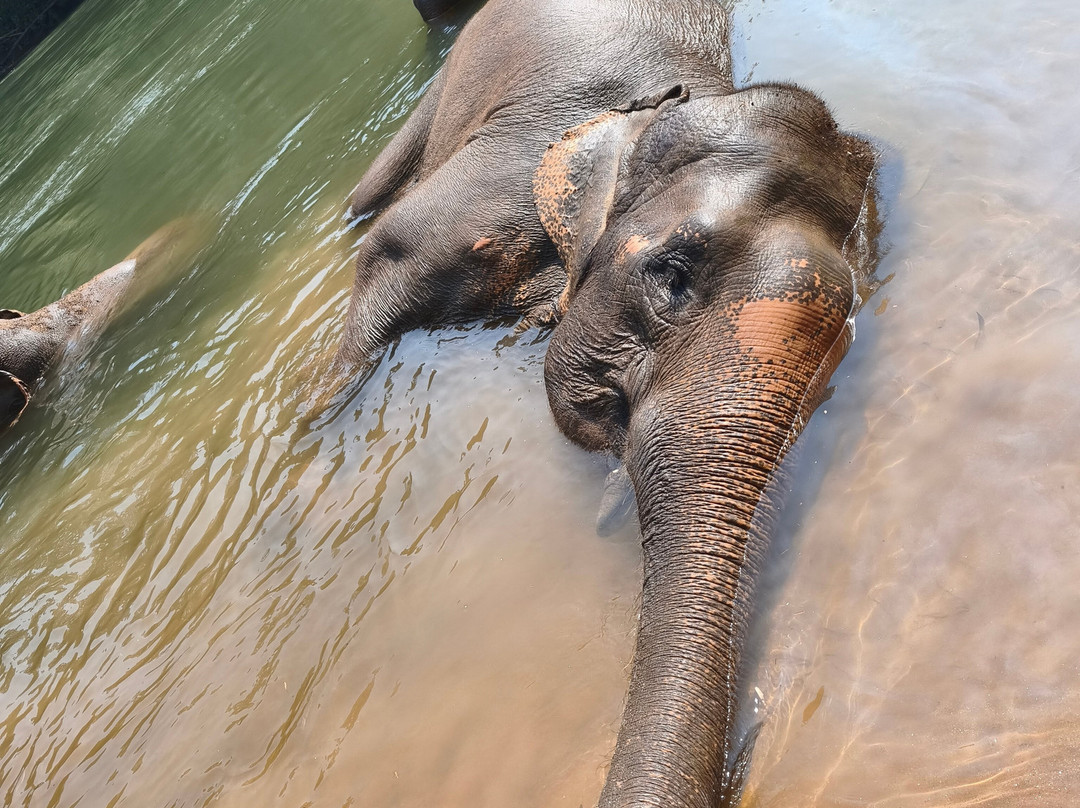 Elephant Haven-柿约必去景点