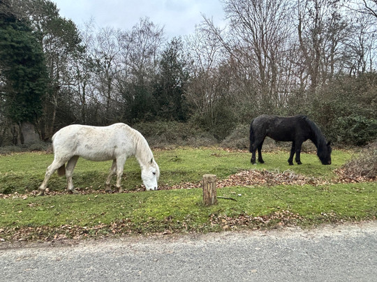 新森林国家公园-林德赫斯特必去景点