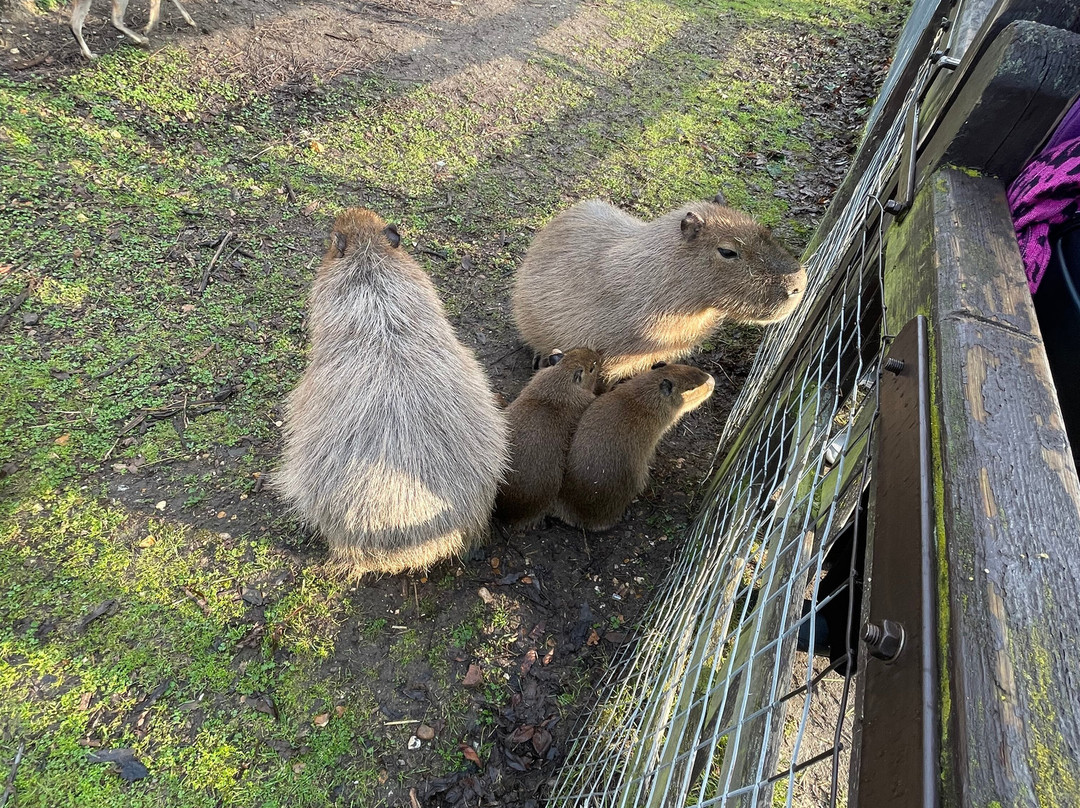 Shepreth Wildlife Park-Shepreth必去景点