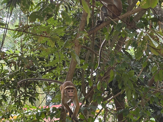 Kottawatta River Bank Resort主图