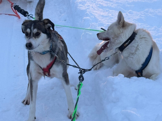 Aavasaksa Adventures-Ylitornio必去景点