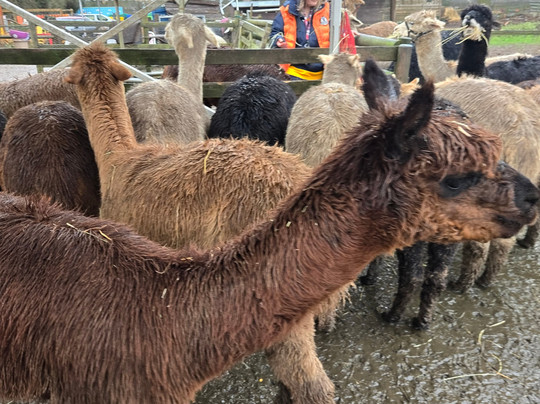 Lucky Tails Alpaca Farm-Atherstone必去景点