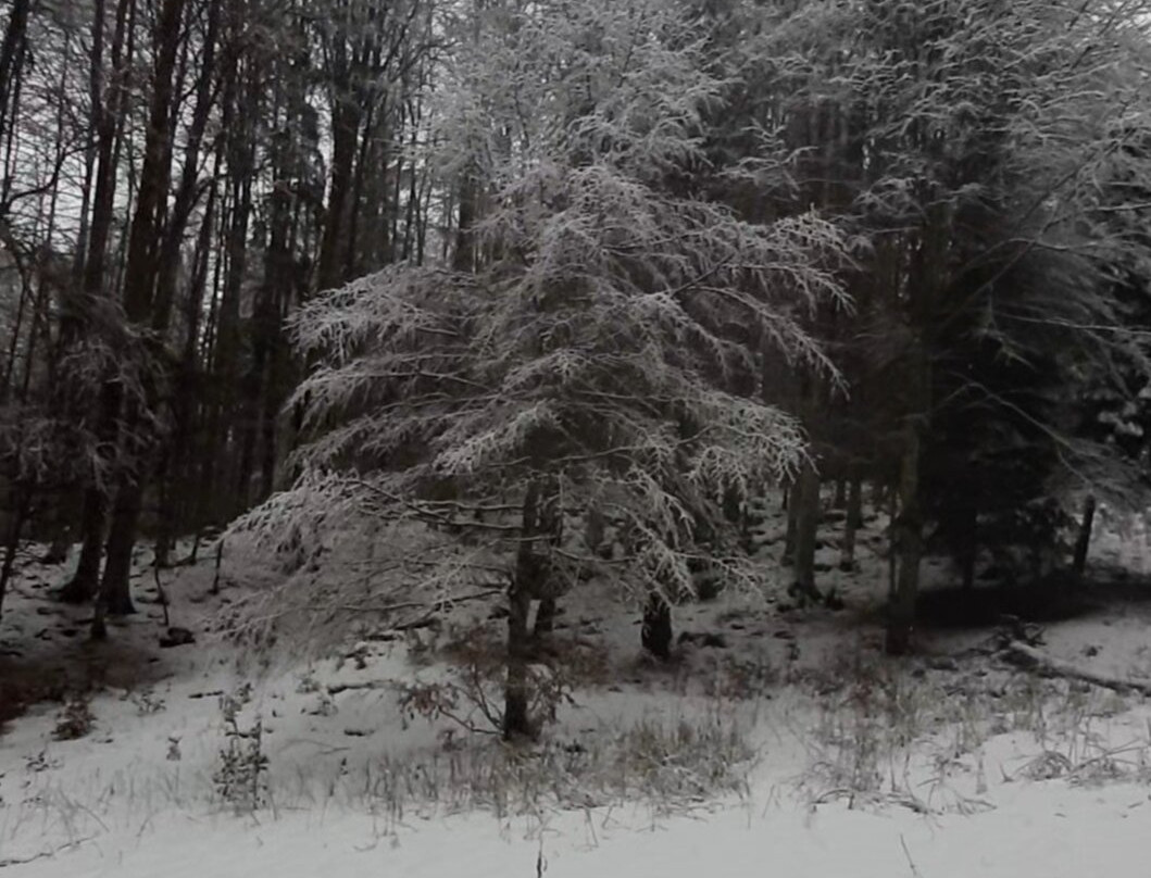 Pian del Cansiglio-Tambre必去景点