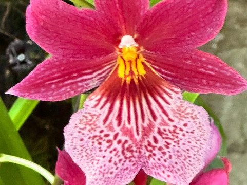 Tours By Locals-新加坡必去景点