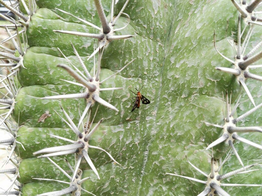 Sabah Agricultural Park