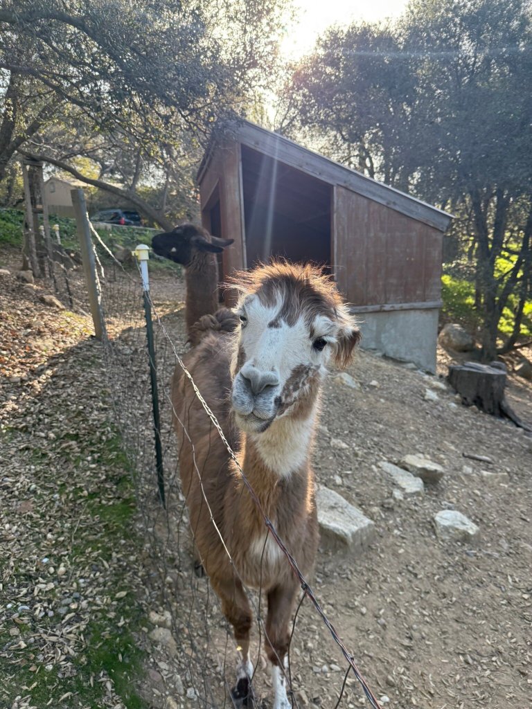 Wikiup Hummingbird Hotel-官方