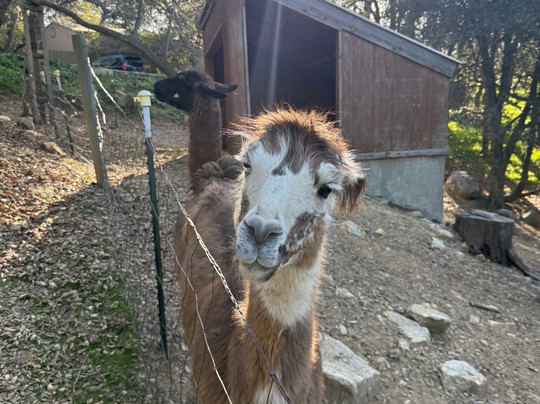 Wikiup Hummingbird Hotel主图