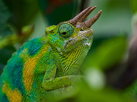 Nature Connect Safaris Uganda-坎帕拉必去景点