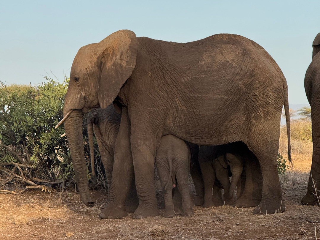 Agenzia Safari Vera Africa-东察沃国家公园必去景点