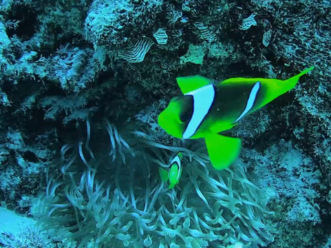 Infinity Diving Safari-马萨阿拉姆必去景点