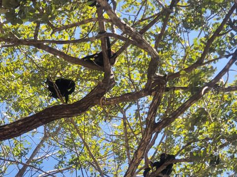 Tamarindo Dreamers Adventure-塔马林多必去景点