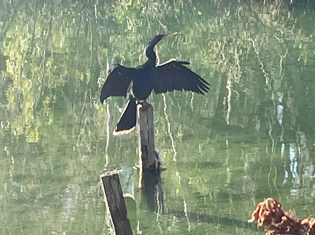 Bluebird Springs Park-Homosassa Springs必去景点