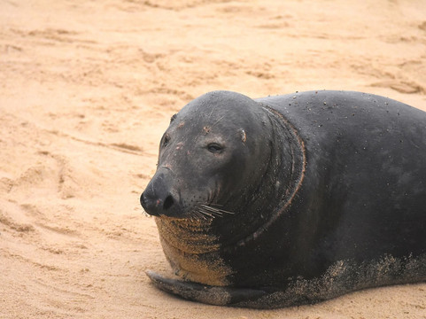 Horsey Beach-Horsey必去景点