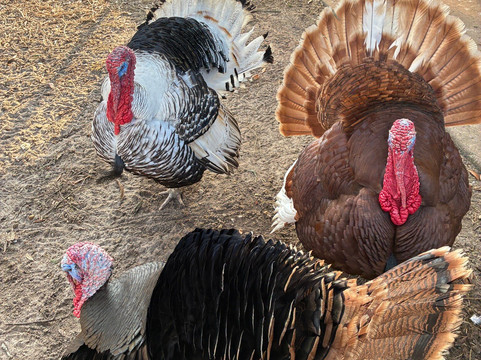 Rooterville Animal Sanctuary-Melrose必去景点