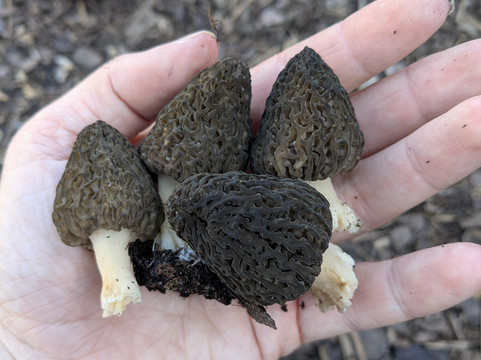 The Cramlington Forager-Cramlington必去景点