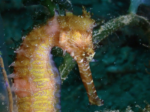 Scuba Junkie Komodo-Labuan Bajo必去景点